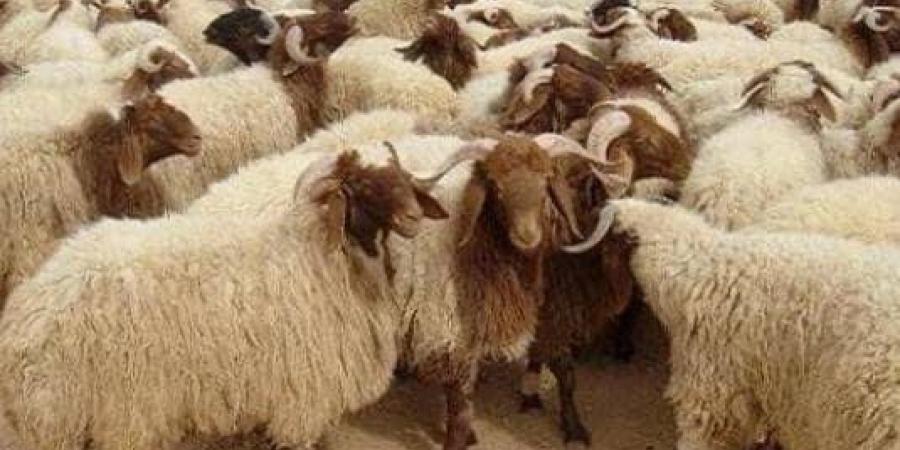 العالمي : "الزراعة": المجازر الحكومية تستقبل أكثر من 9800 أضحية خلال أول أيام العيد fxcc.ae