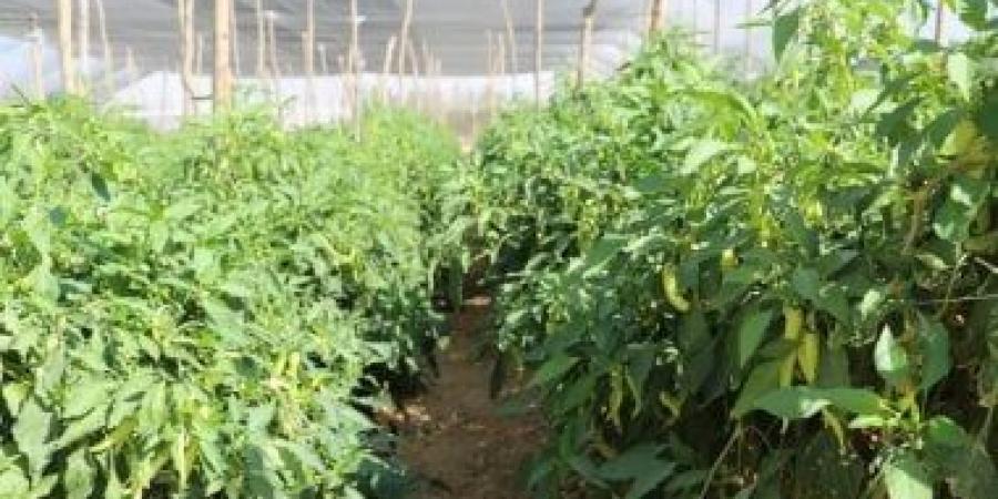 العالمي : منح 683 ألف عميل تمويل متناهى الصغر لمشروعات زراعية بقيمة 15.4 مليار جنيه fxcc.ae